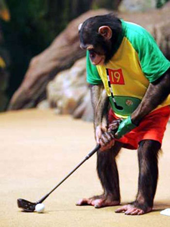 Travis The Chimp